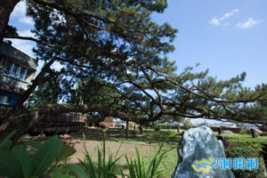 79.臥松園區 Reclining Pine Park