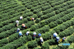 22.舞鶴觀光茶園Wuhe Tourist Tea Plantation