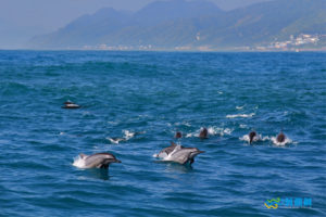 73.賞鯨 Whale Watching