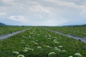 ♫145.秀姑巒溪旁西瓜田