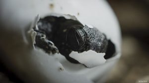 蛋：生命之源