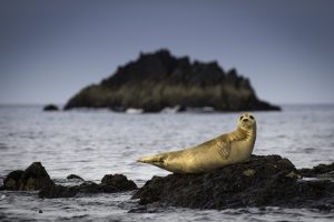 愛爾蘭野性之島
