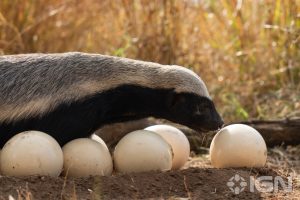 隱密的動物英雄：超級狗熊