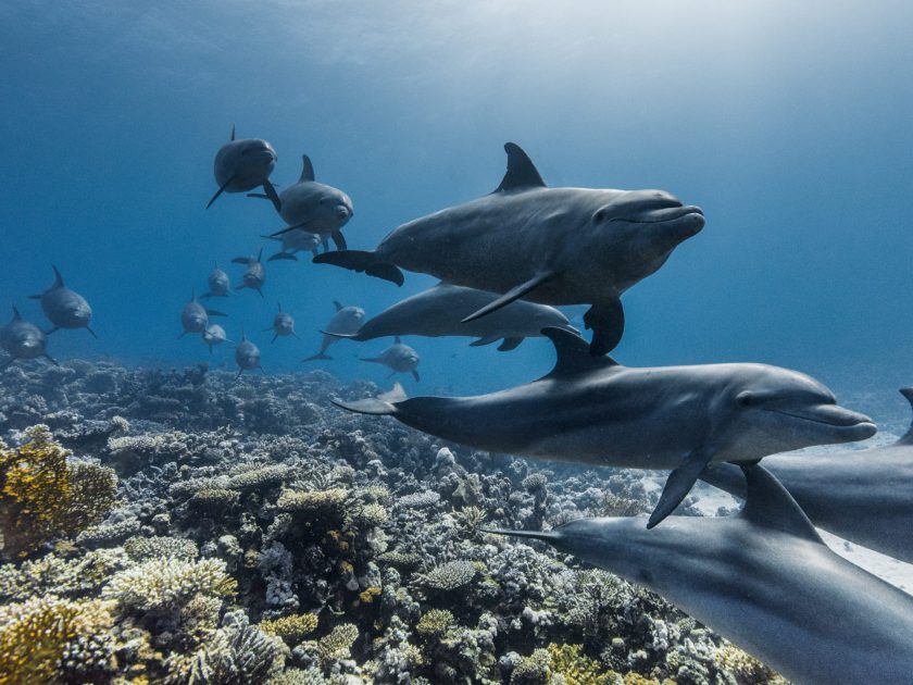 A pod of Indo-Pacific bottlenose dolphins swimming across the coral reefs of the Red Sea, Egypt. (Credit: Olly Scholey)