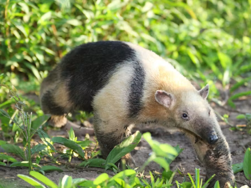 Pantanal_Tamandua