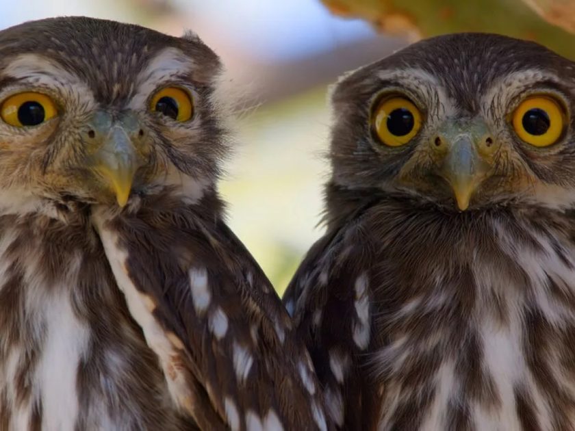 THE AMERICAS -- "Mexico" Episode 102 -- Pictured: Two ferruginous / Cactus pygmy owl (Glaucidium brasilianum) chicks, wait to be fed, just hours after feldging from their nest. Cucurpe, Sonora, Mexico -- (Photo by: BBC Studios)