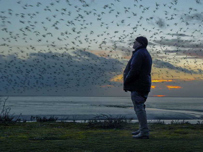 The Birds1
