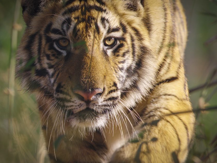 Tiger Photo 1 DN_Tiger--9