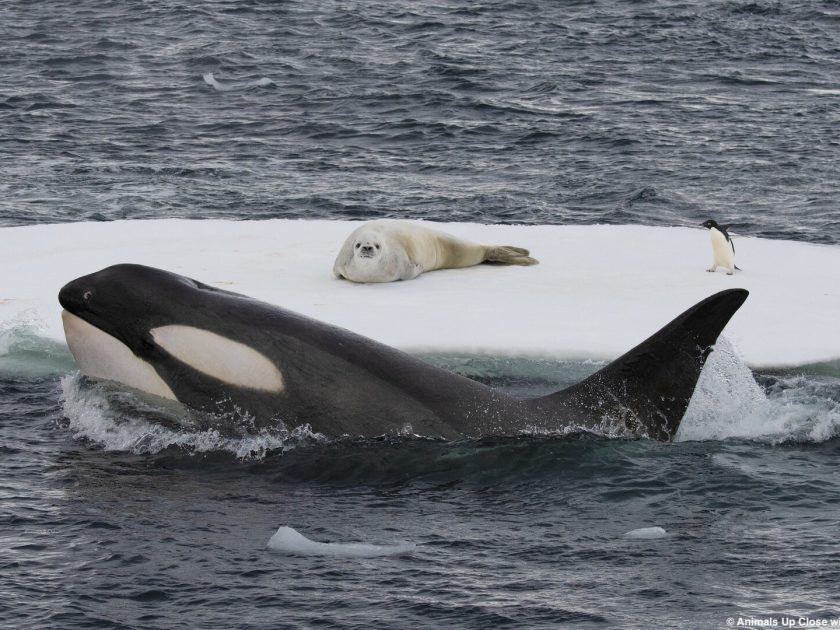 動物零距離：南極虎鯨巨浪1